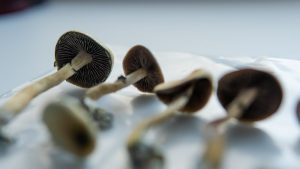 5 Amazing Benefits of Psilocybin Mushrooms