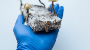 How Psilocybin May Rewire the Brain to Ease Depression, Anxiety, and More